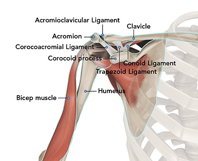 shoulder-anatomy